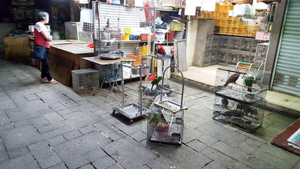 Bird Market