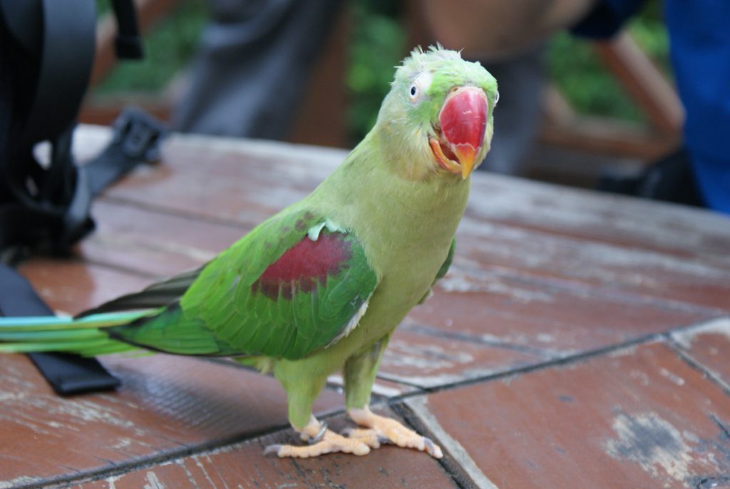 Papuga