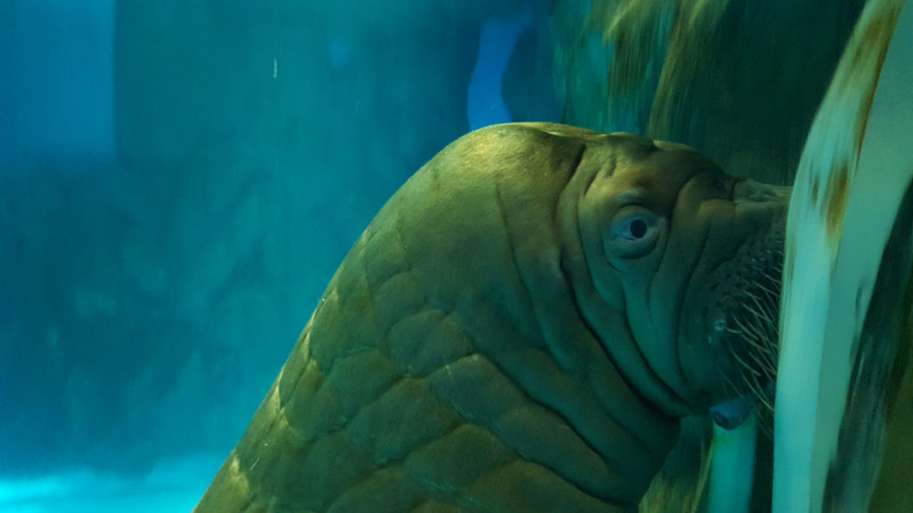 Ocean Park