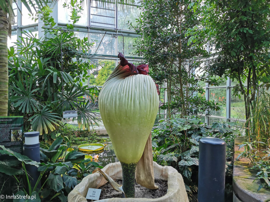 palmiarnia